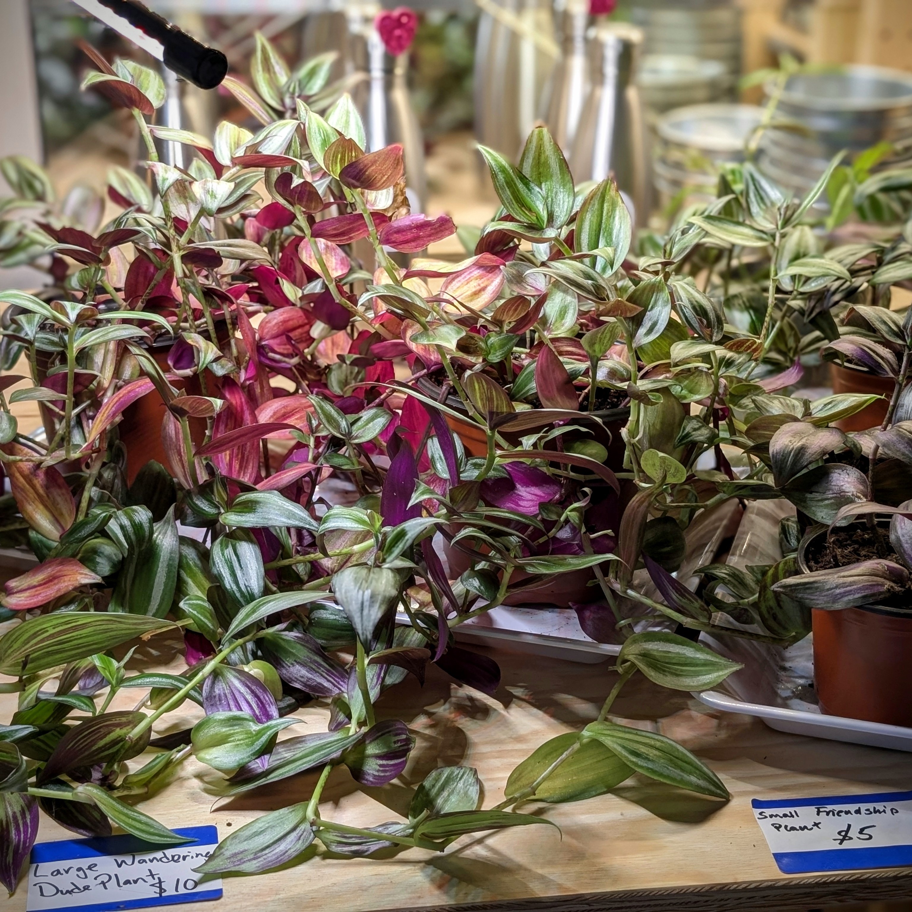 A variety of potted plants, including large and small Wandering Jew and Friendship plants, featuring vibrant green and purple leaves, displayed on a wooden table.